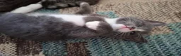 Mixed Breed cats for sale: Gorgeous grey/black tabby & grey girl kittens - Advert 13