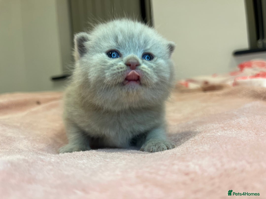 Brazilian Shorthair cats for sale: Pedigree British Shorthair Kittens Golden & Lilac - Image 19