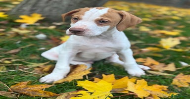 Pointer dogs - Advert 28