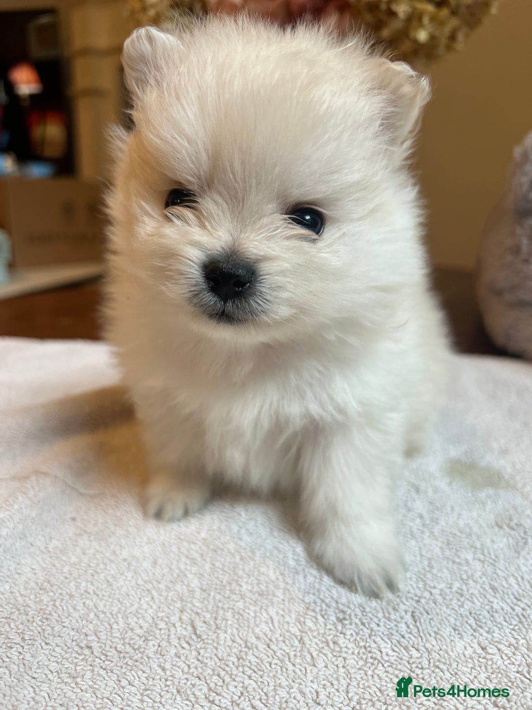 Pomeranian dogs for sale: Pomeranian puppies to die for - Advert 12