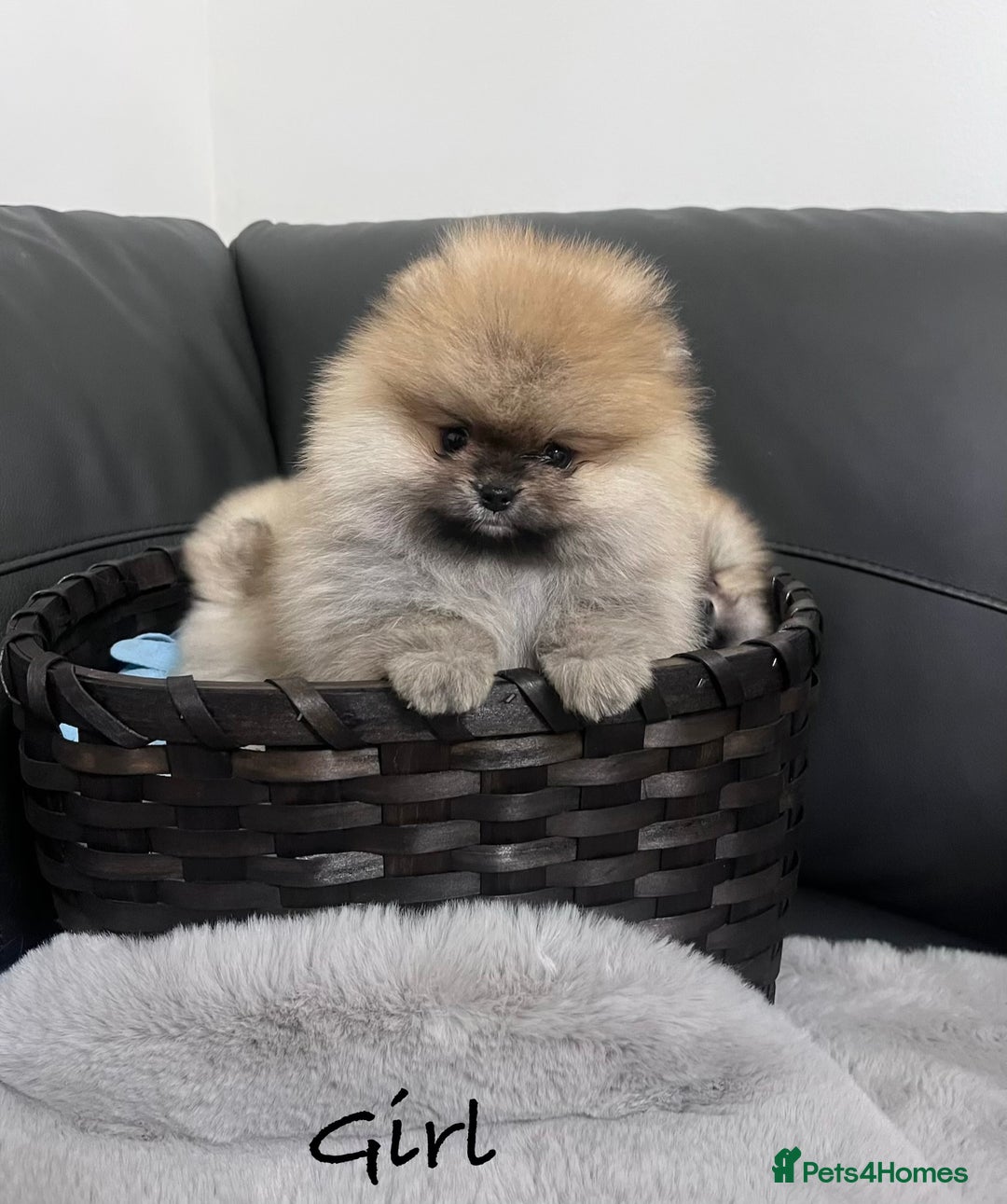 Pomeranian dogs for sale: 🔥Stunning 🐻Real Teddy Face🏆Quality  - Advert 7