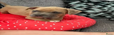 American bully red colar