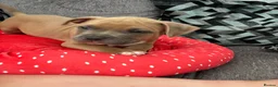 American Bully dogs for sale: American bully puppies  - Advert 12