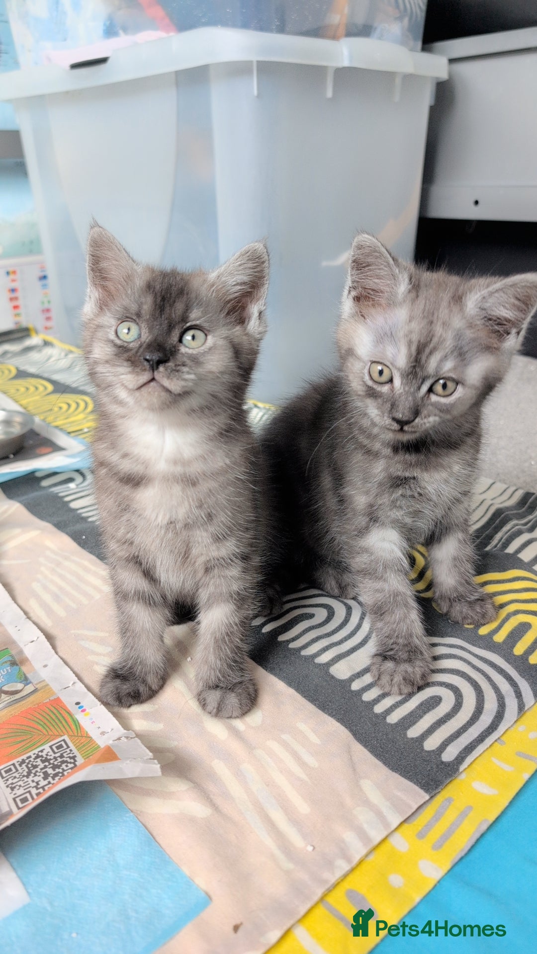 Persian cats for sale: Beautiful mixed Persian kitten 🐾 - Image 22