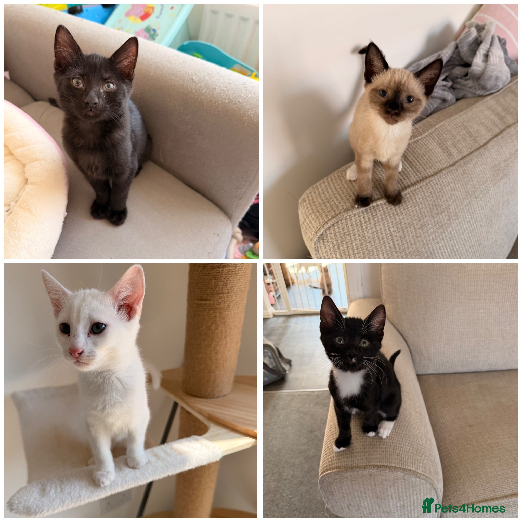Ragdoll cats 4 beautiful ragdol x kittens ready now £180-£300 - Advert 1