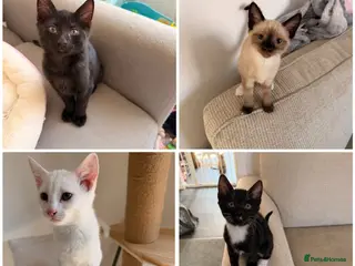 Ragdoll cats 4 beautiful ragdol x kittens ready now £180-£300 - Advert 1