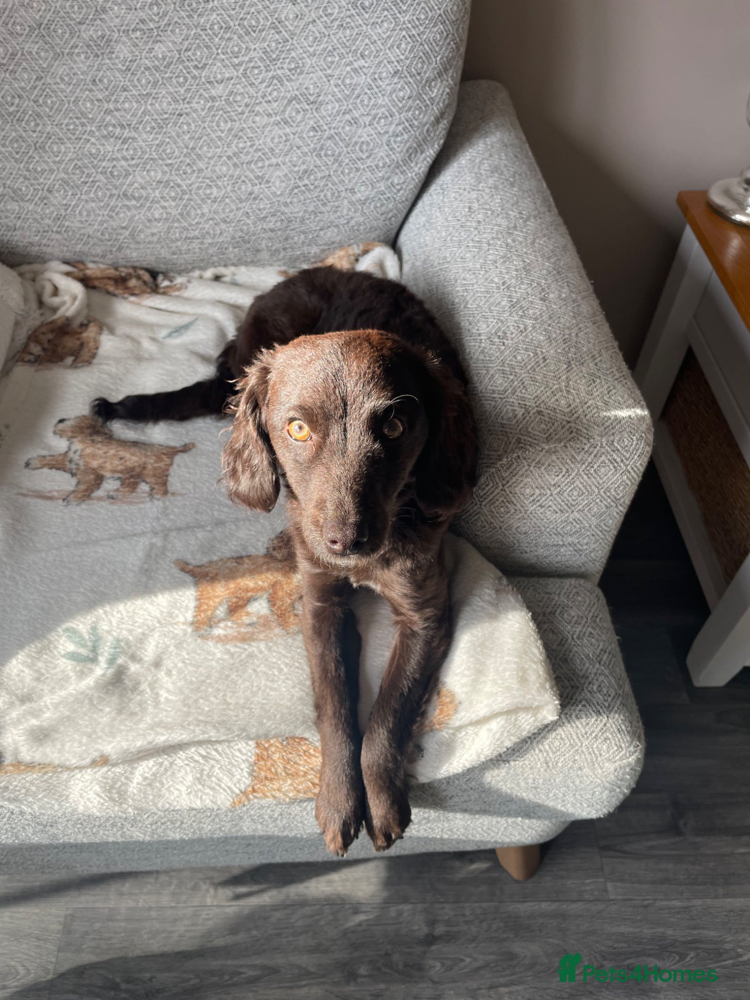 Cockapoo dogs Cockapoo bitch 9 month  - Advert 5