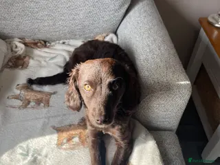 Cockapoo dogs Cockapoo bitch 9 month - Advert 5