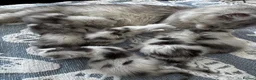Maine Coon cats for sale: 🐾 Beautiful Maine Coon kittens  - Advert 12