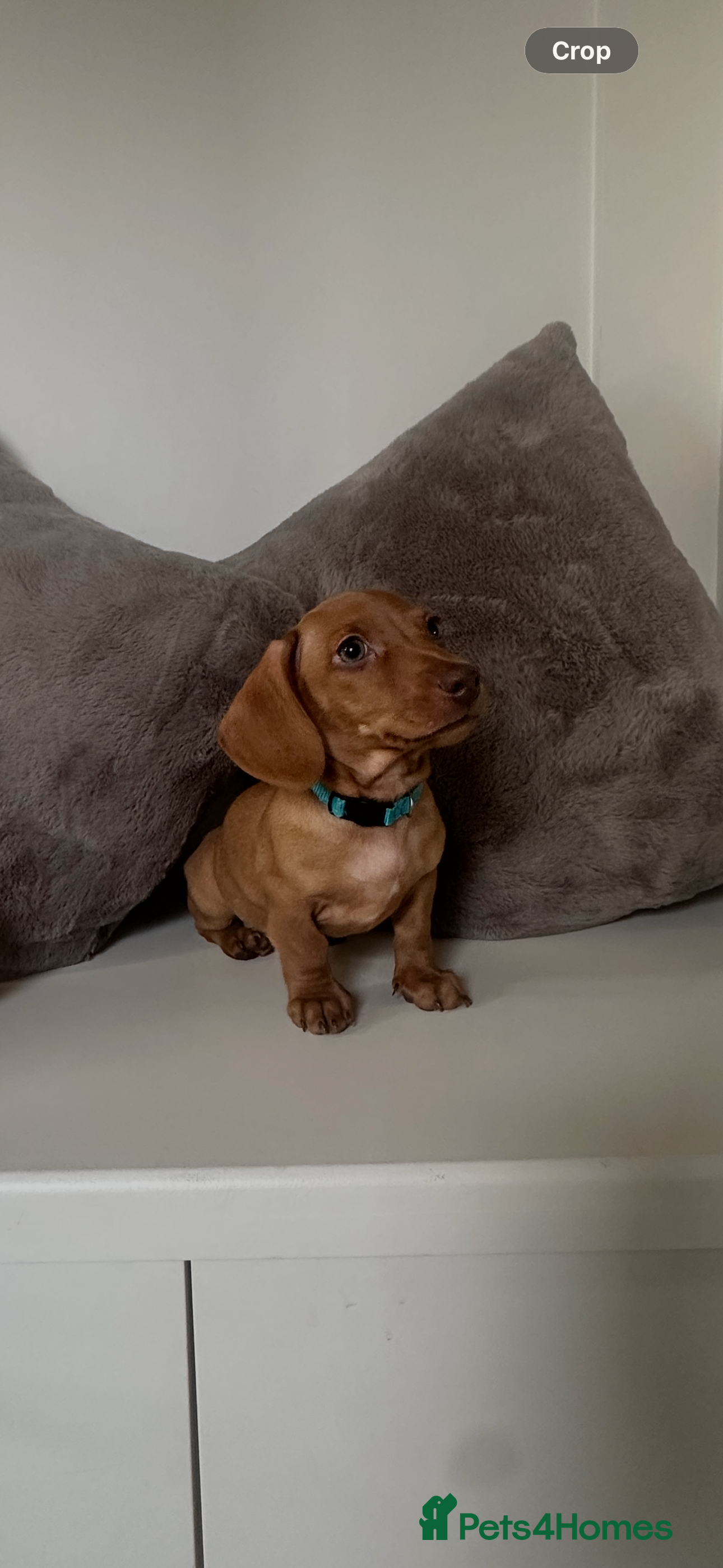 Miniature Dachshund dogs KC miniature dachshunds READY TO LEAVE last boy  - Advert 16