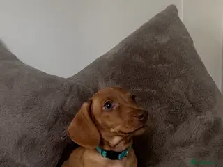 Miniature Dachshund dogs KC miniature dachshunds READY TO LEAVE last boy - Advert 9