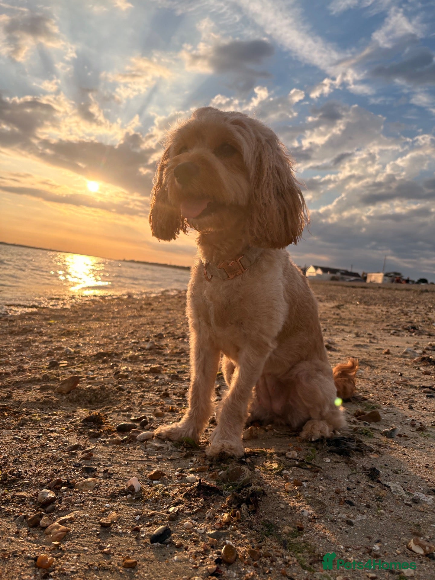 Cockapoo dogs Beautiful F2 Cockapoo Puppies – Due October - Advert 1