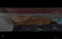 British Shorthair cats for sale: Archie - Image 1