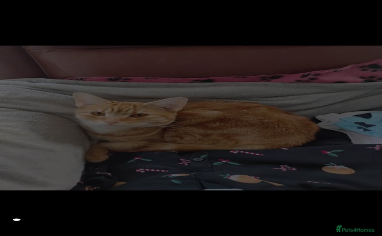 British Shorthair cats - Advert 1