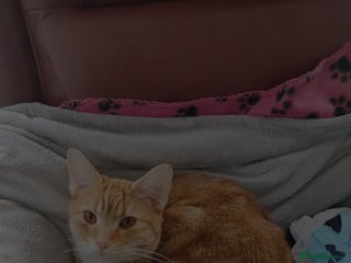 British Shorthair cats - Advert 13