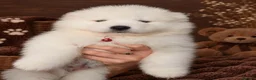 Samoyed dogs for sale: 2 girls puppy in Edinburgh - Advert 2
