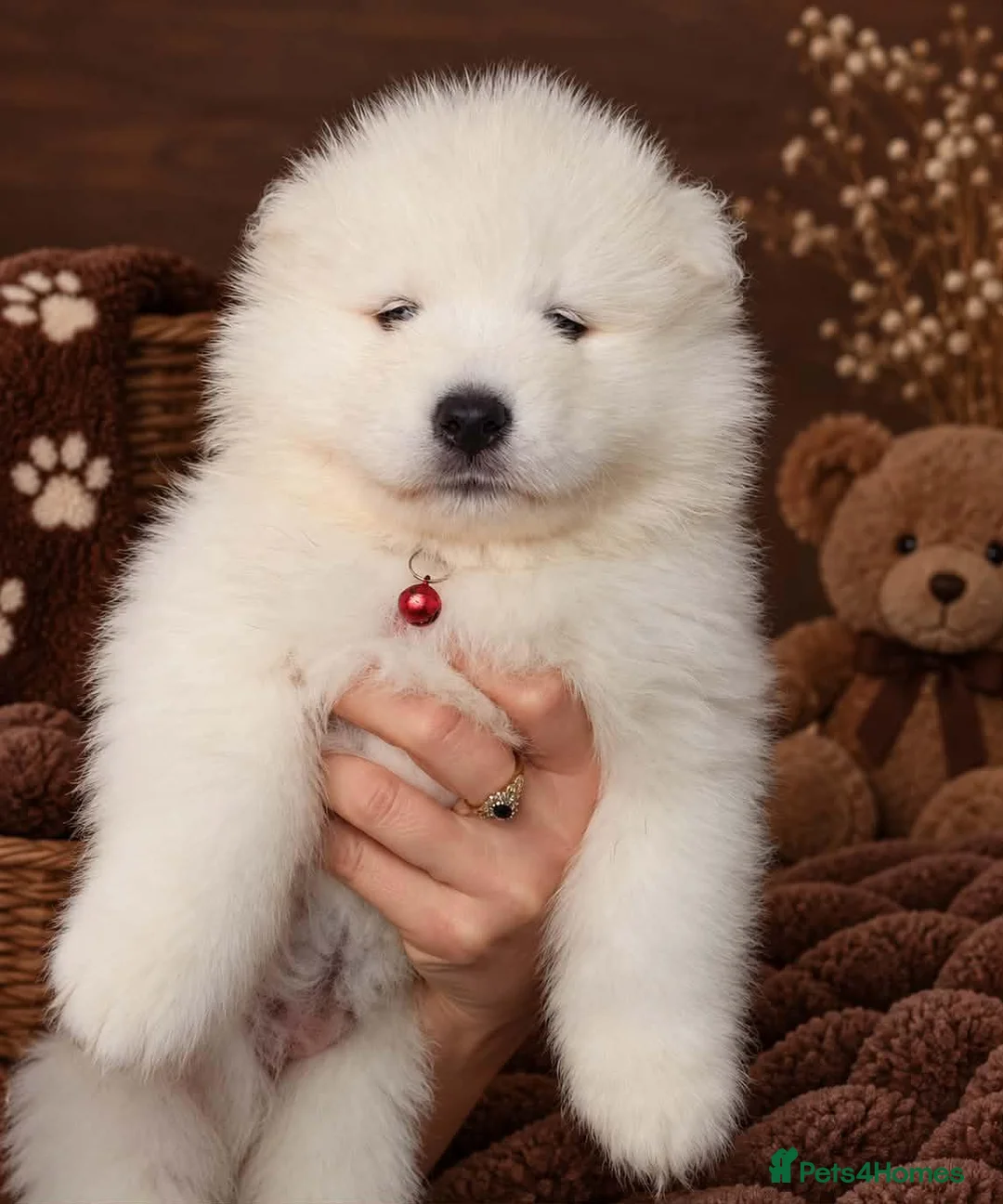 Samoyed dogs for sale: 2 girls puppy in Edinburgh - Advert 2