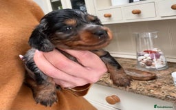 Miniature Dachshund dogs for sale: Beautiful litter of long haired mini dachshunds  - Image 27