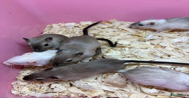 Gerbil rodents - Advert 9