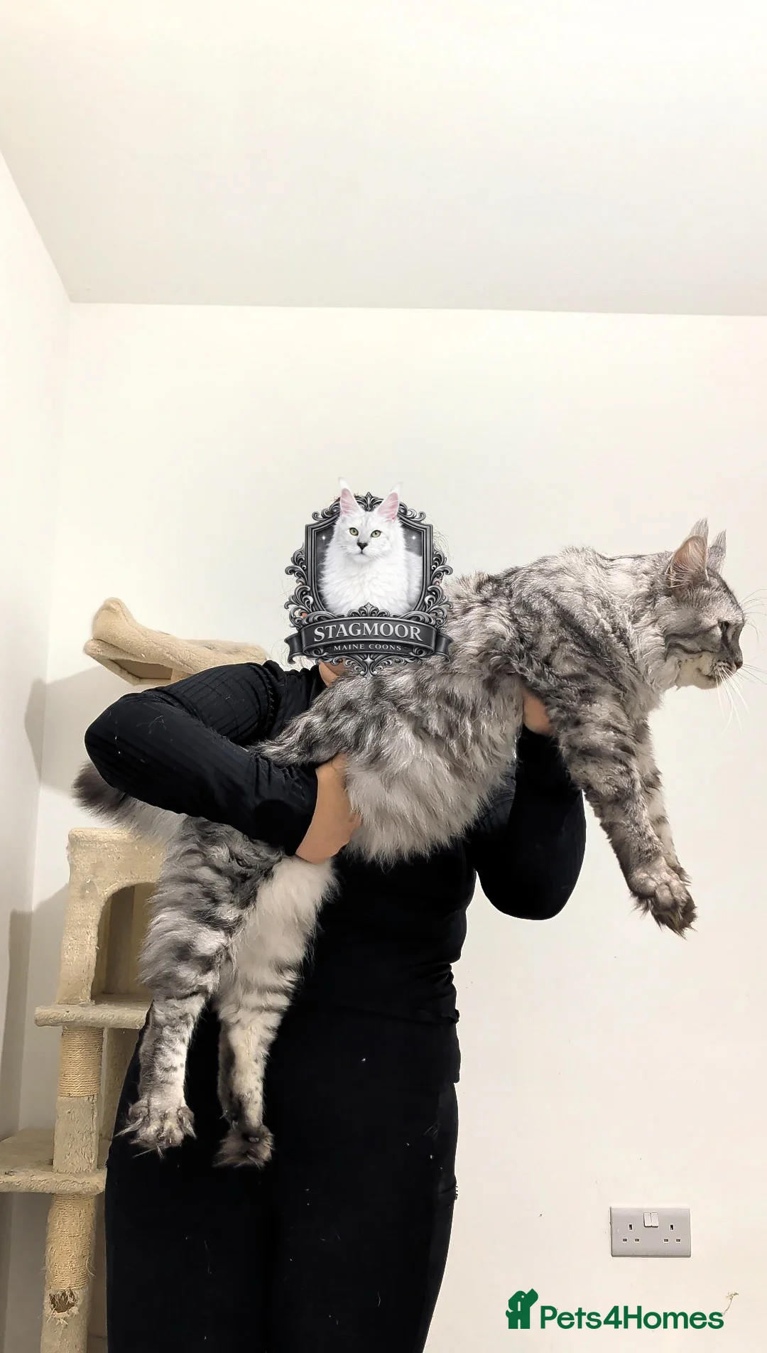 Maine Coon cats for stud: European Championship Carries Shaded GCCF & TICA - Advert 6