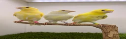 Canaries birds for sale: 2026 yellow dimorphic canaries available  - Advert 2