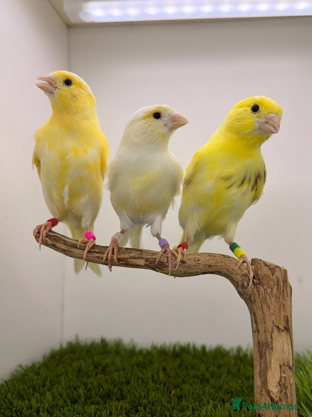 Canaries birds for sale: 2026 yellow dimorphic canaries available  - Advert 2