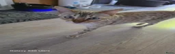 Bengal cats for sale: 4 beautiful pure snow bengal kitten - Advert 8