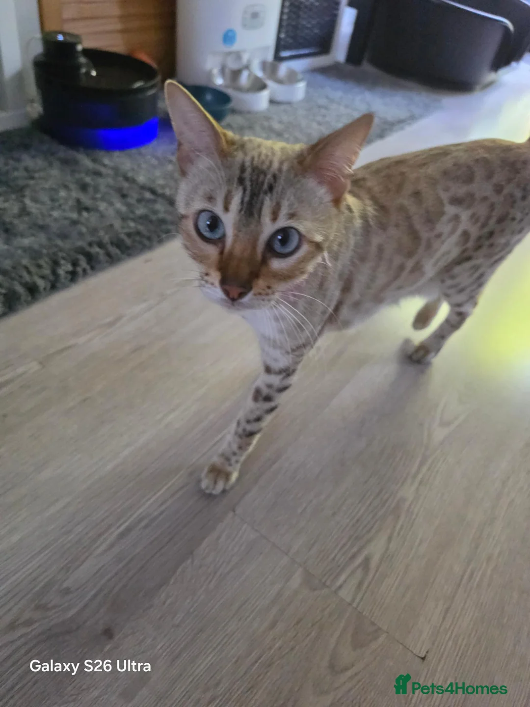 Bengal cats for sale: 4 beautiful pure snow bengal kitten - Advert 8