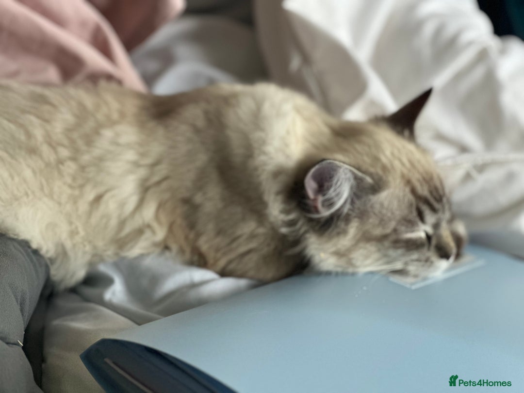 Ragdoll cats for sale: Male Ragdoll - Image 3