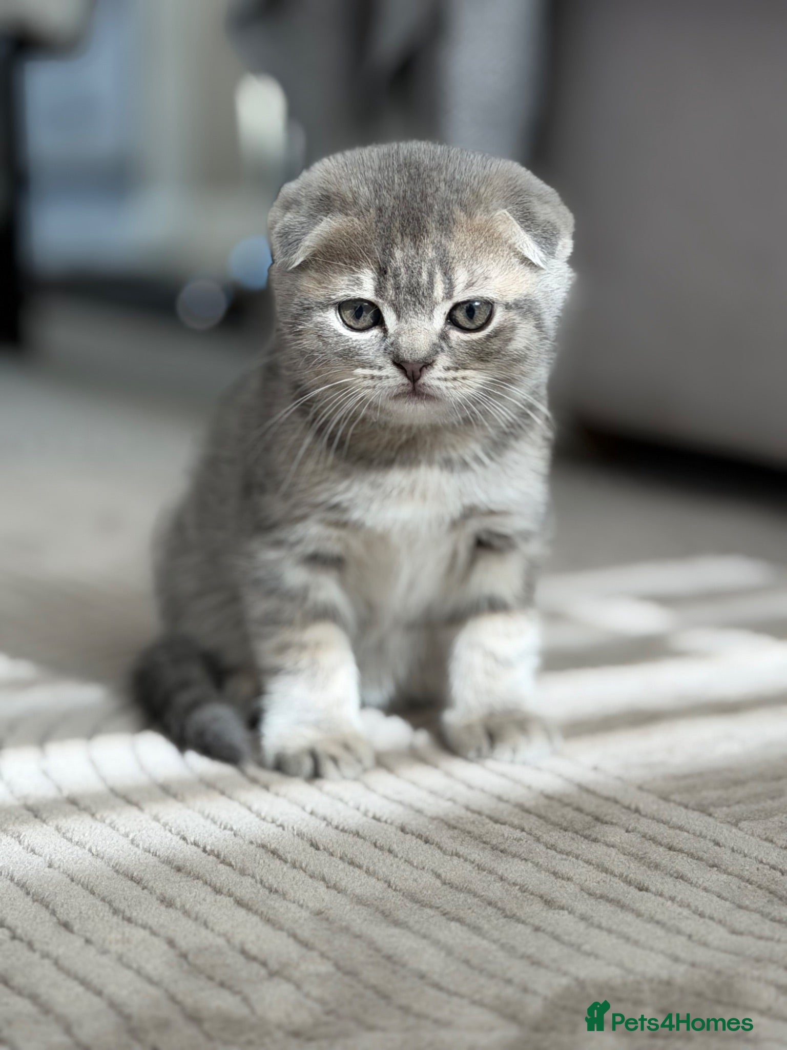 Scottish Fold cats Scottish Fold & Straight Kittens – Ready Now - Advert 16