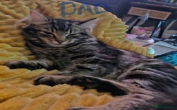 Norwegian Forest Cat cats for sale: 😸Kittens looking for a new family😸 - Image 7