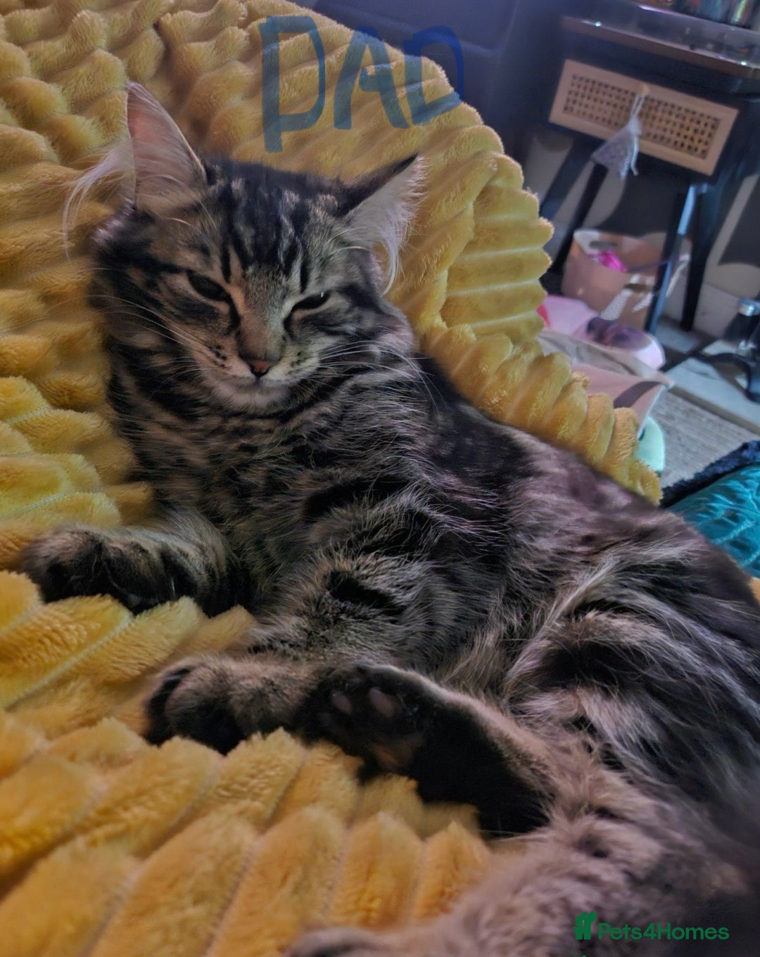 Norwegian Forest Cat cats for sale: 😸Kittens looking for a new family😸 - Image 7