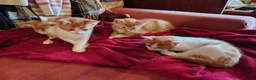 Mixed Breed cats for sale: 4 kittens available now - Advert 6