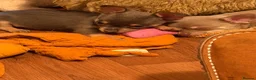 Chorkie dogs for sale: Chihuahua x yorkie - Advert 14