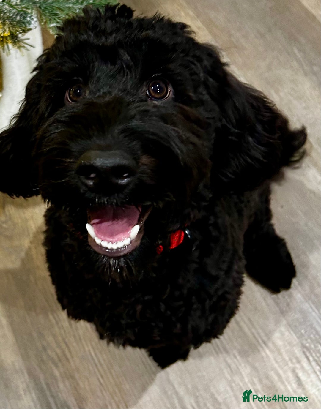 Cockapoo dogs for sale: Black Male Cockapoo Puppy - Advert 2