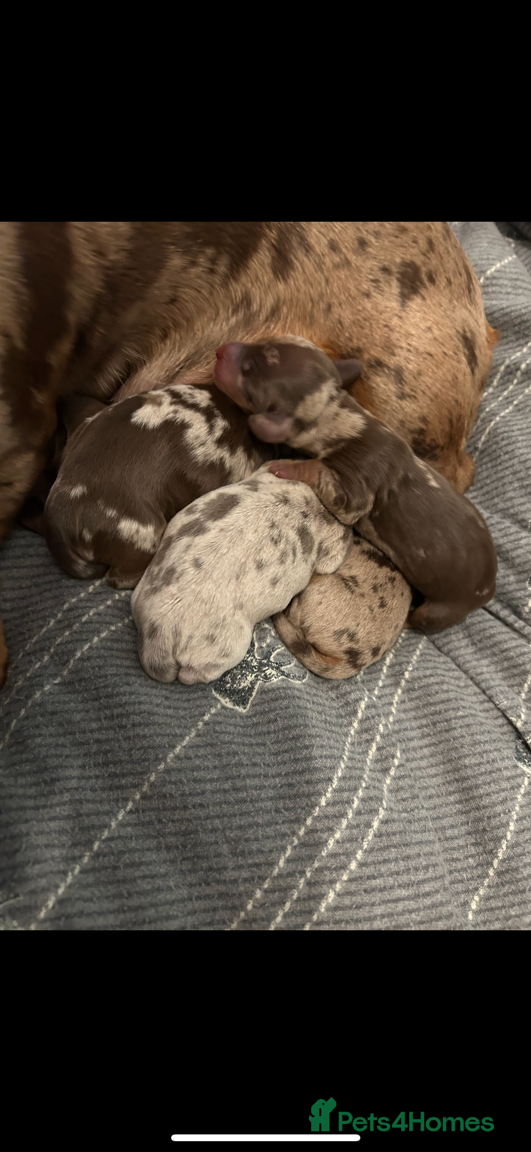 Miniature Dachshund dogs for sale: 1 male miniature dachshund  - Image 6