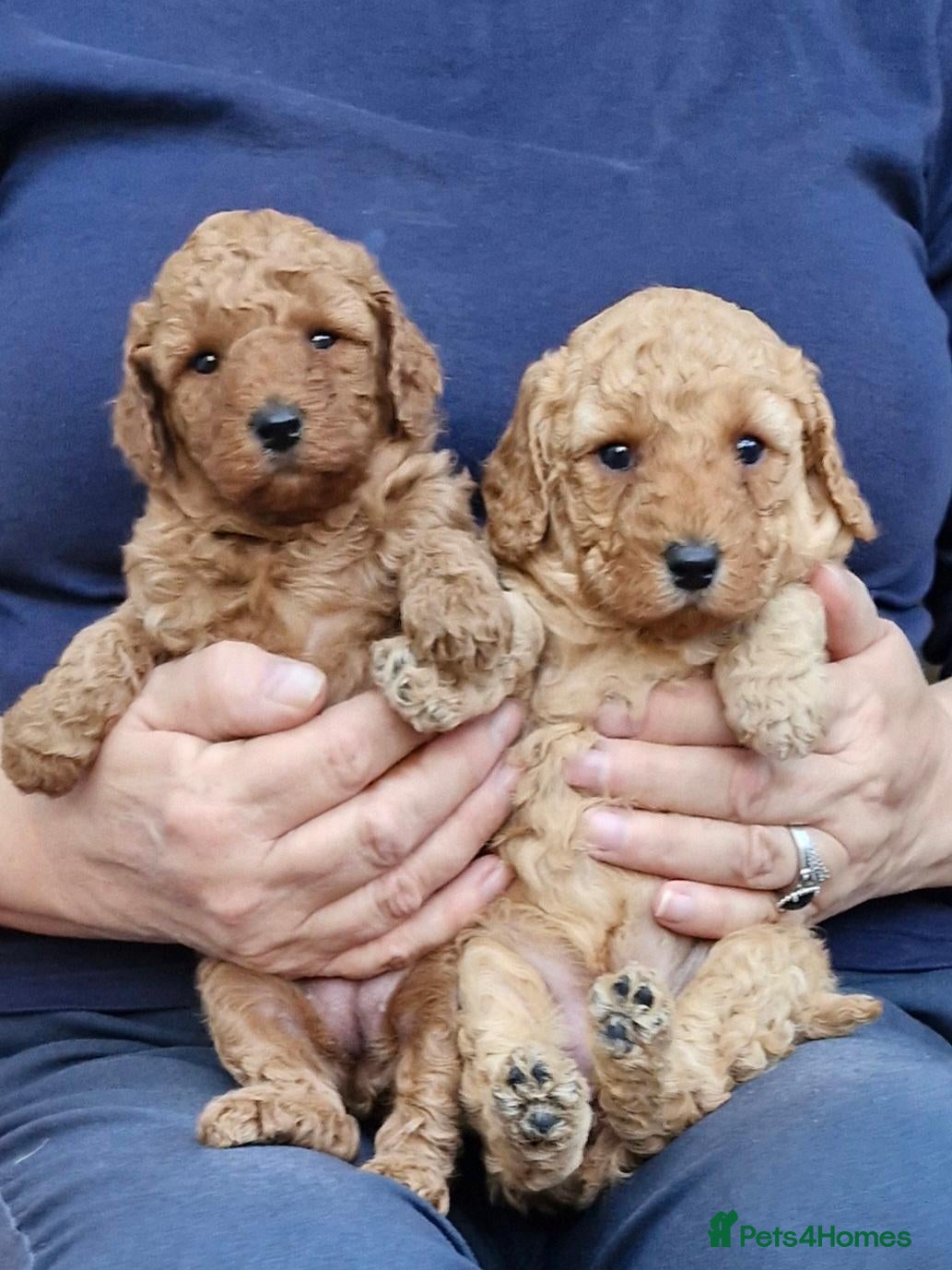 Miniature Poodle dogs for sale: Beautiful Minature Red Poodle Puppys for Sale - Advert 2