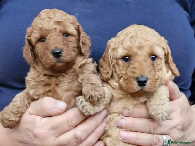 Miniature Poodle dogs for sale: Beautiful Minature Red Poodle Puppys for Sale - Advert 2
