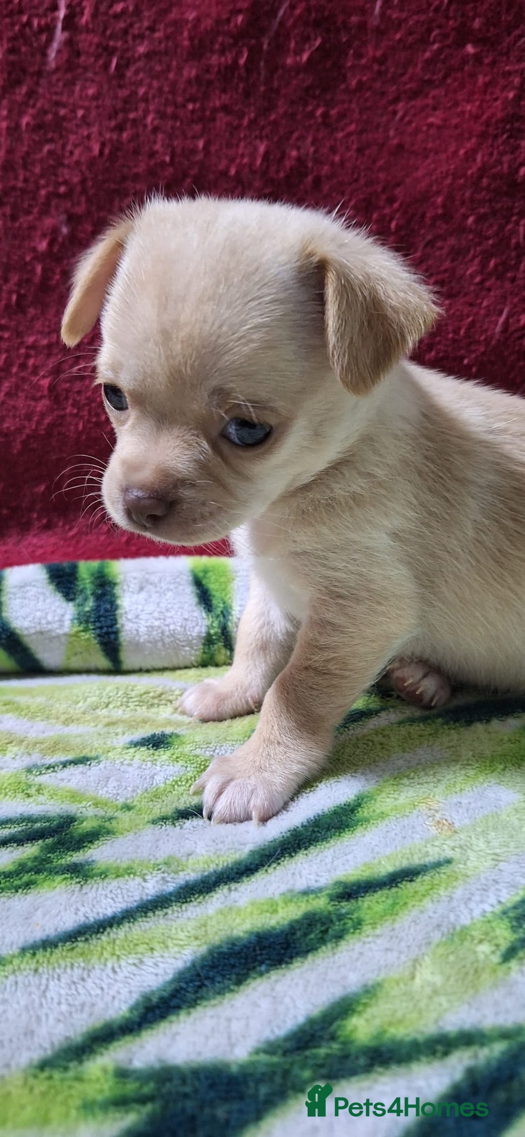 Chihuahua dogs for sale: KC Chihuahua Baby Girls - Advert 11