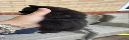 British Shorthair cats for sale: Stunning BSH X KITTENS  - Advert 5