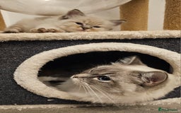 Ragdoll cats for sale: Stunning ragdoll kittens  - Advert 20