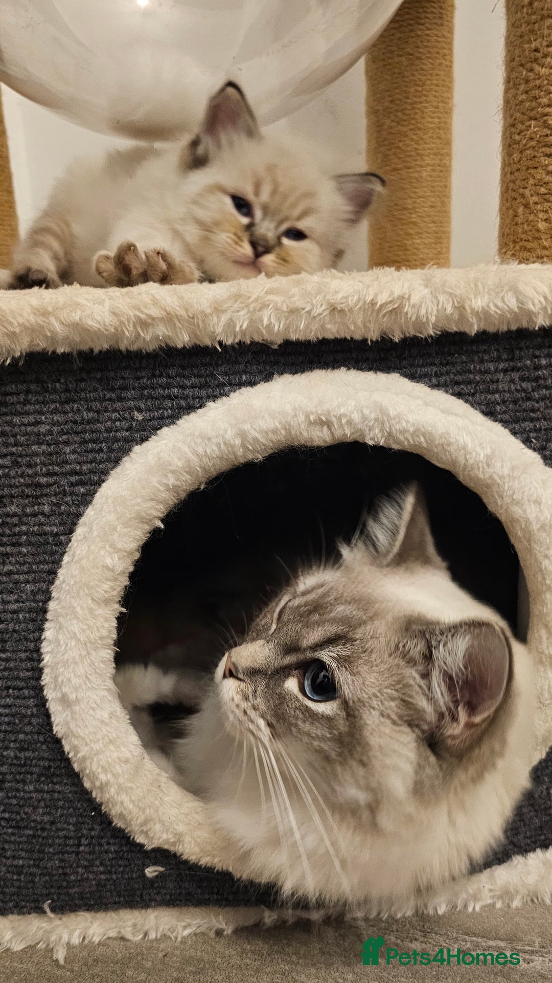 Ragdoll cats for sale: Stunning ragdoll kittens  - Advert 20