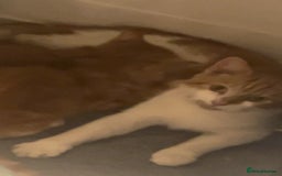 Domestic Shorthair cats for sale: Orange Fluffballs 💕💕 - Image 2