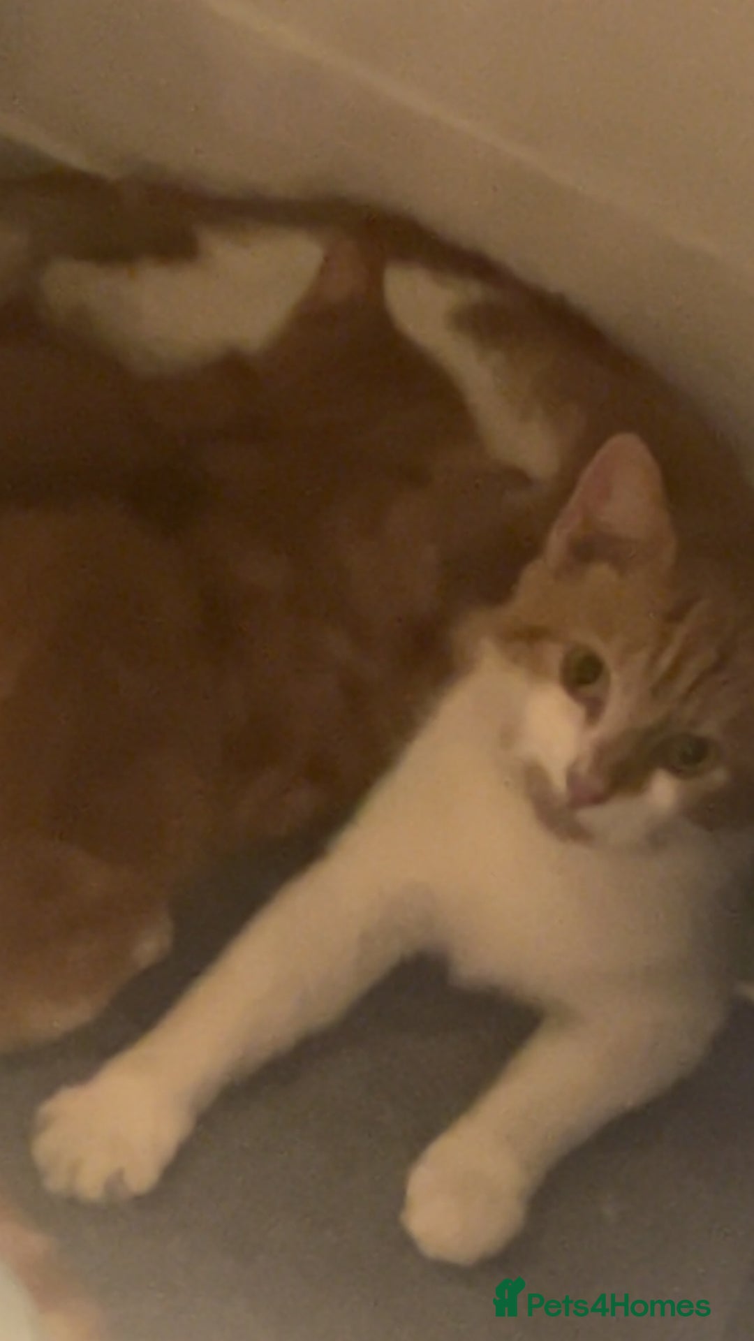 Domestic Shorthair cats for sale: Orange Fluffballs 💕💕 - Image 2