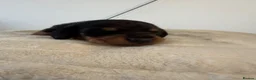 Dachshund dogs for sale: 3 Beautiful Dachshund Puppies in Blyth - Advert 2