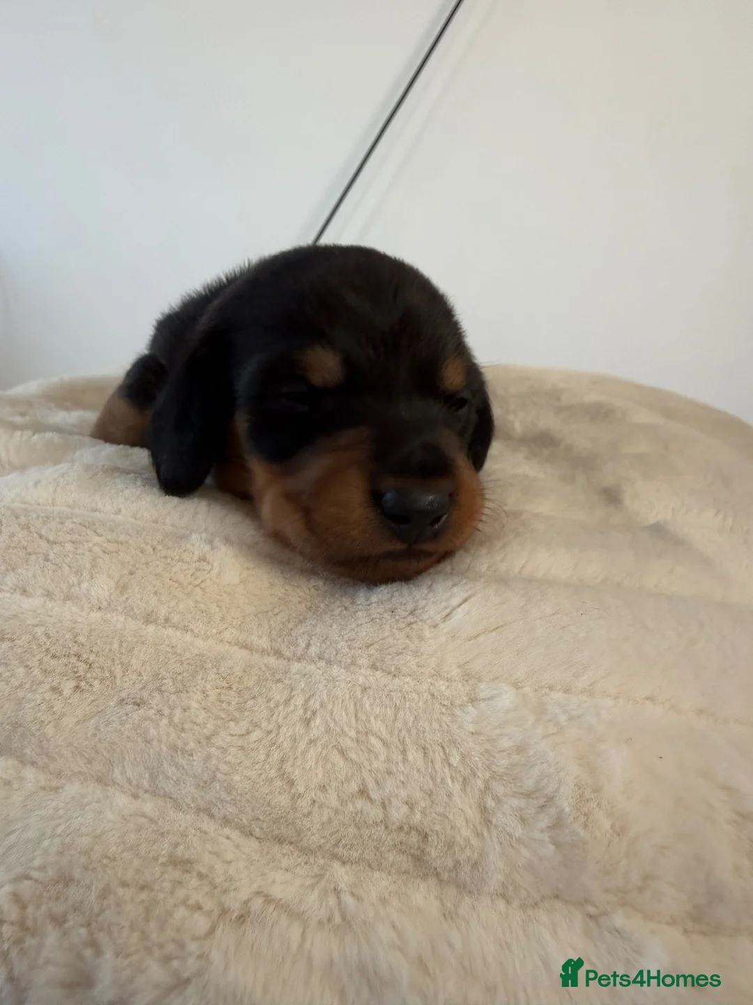 Dachshund dogs for sale: 3 Beautiful Dachshund Puppies in Blyth - Advert 2