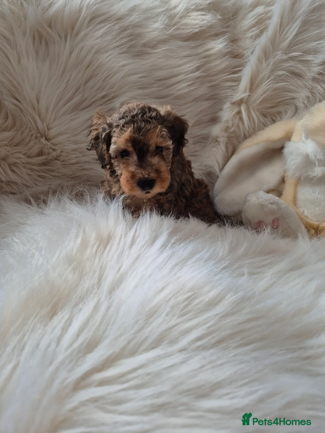 Cockapoo dogs for sale: F1B COCKAPOO PUPPIES  - Advert 10