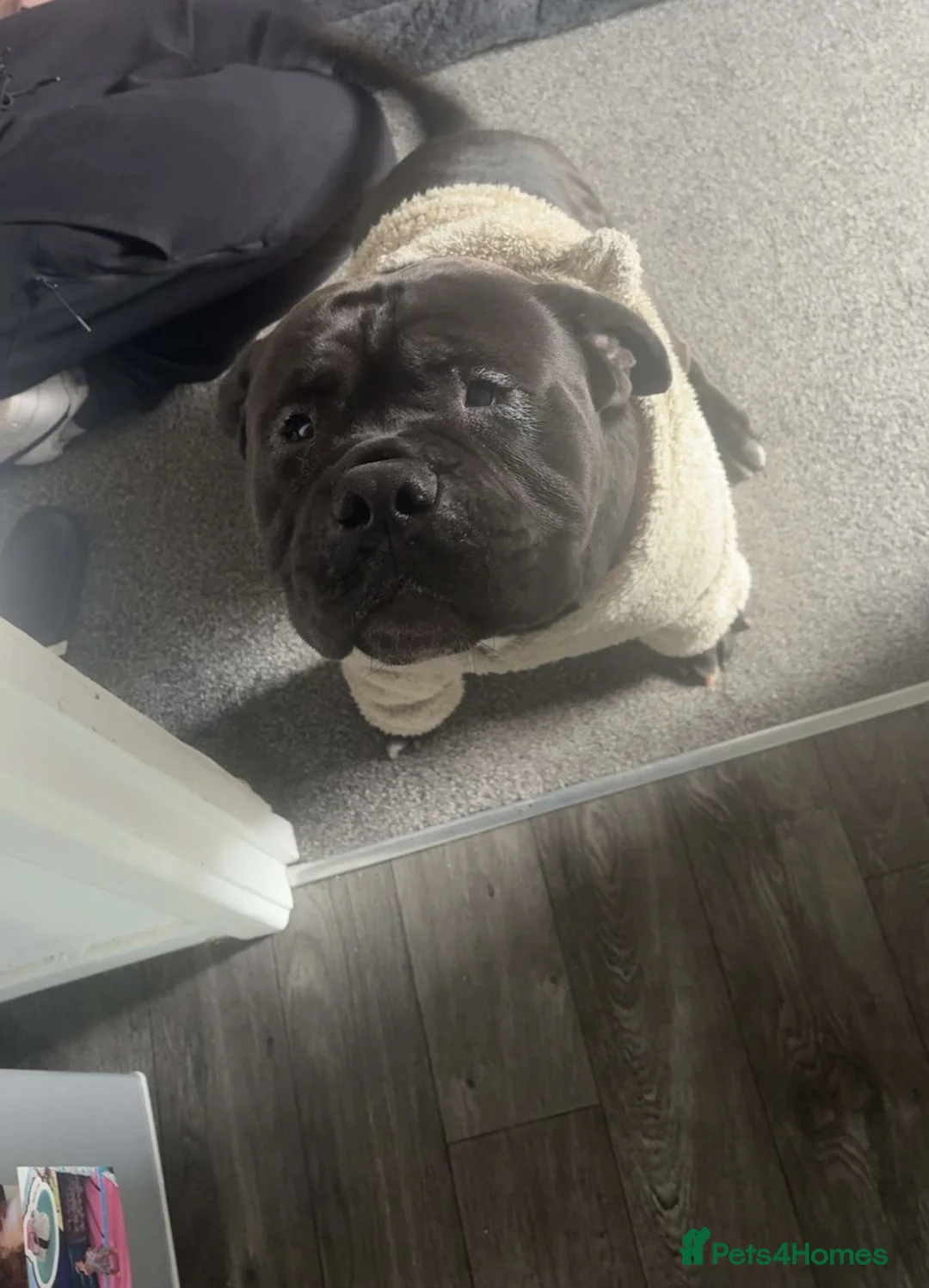 Olde English Bulldogge dogs for sale: Kong  in Middlesbrough - Advert 4