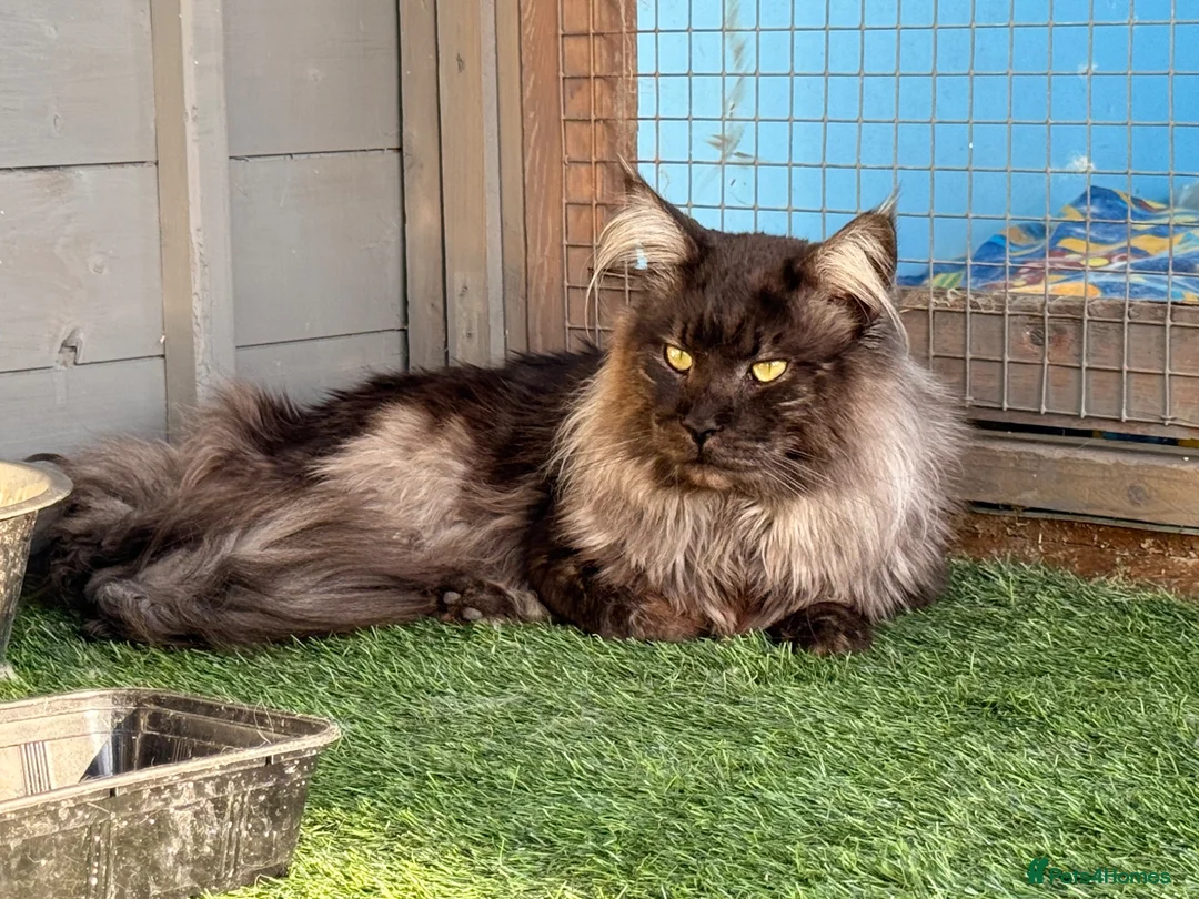 Maine Coon cats for sale: TICA registered Maine coon kittens  - Advert 5
