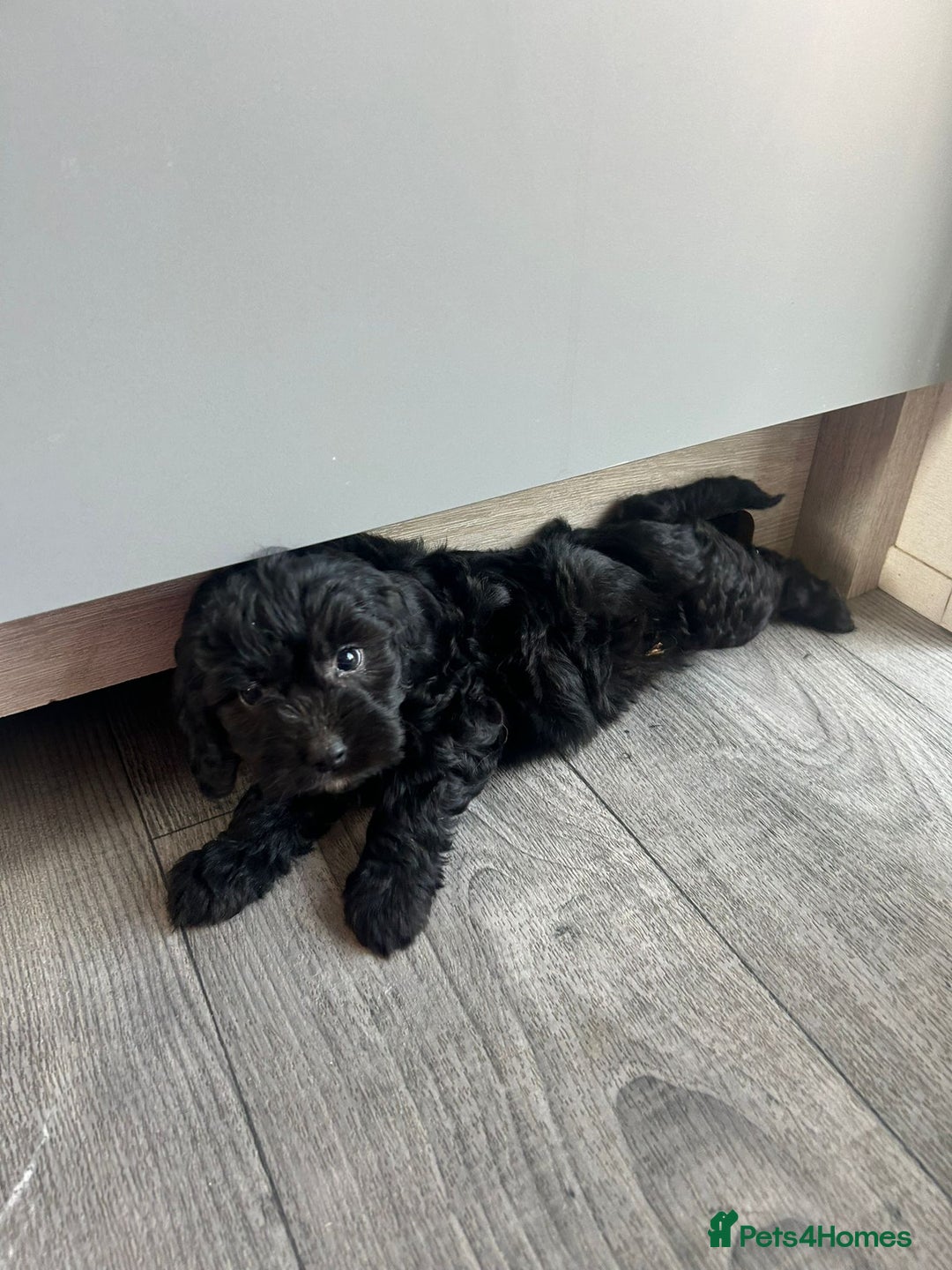 Cockapoo dogs for sale: F1 cockapoo puppies 5 boys  - Image 9